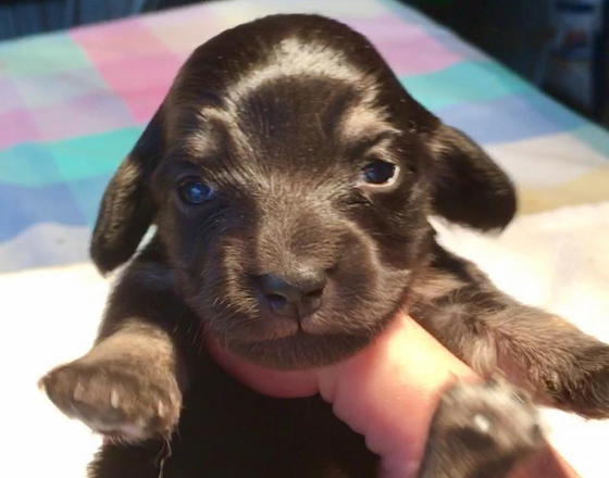 AKC MINI DACHSHUND PUPPIES