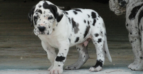 Great Dane Puppies for adoption Great Dane Puppies for adoption