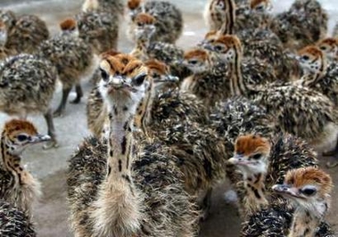 Healthy ostrich chicks, hatching eggs , feather