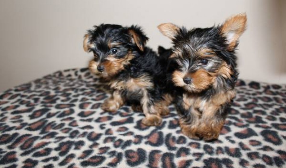 Lovely Yorkie Puppies Available
