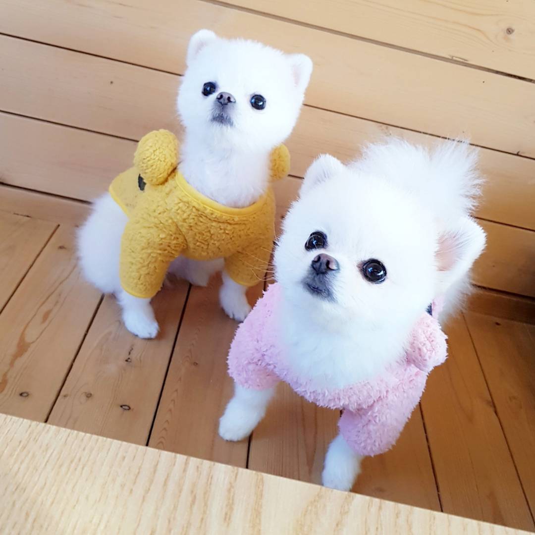 Two Awesome T-Cup Pomeranian Puppies Two Awesome T-Cup Pomeranian Puppies