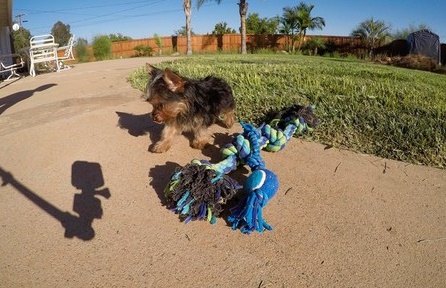 Yorkie puppies for sale Yorkie puppies for sale