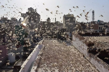 Delhi on High Alert after Swarms of Desert Locusts Reach Outskirts
