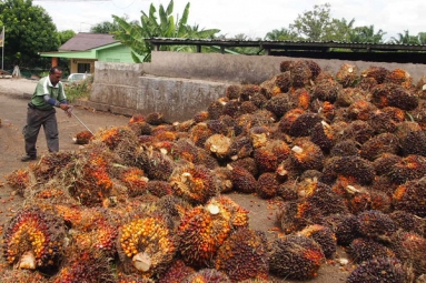 Indonesia To Divert Palm Oil Exports To India Following Cut In EU Imports