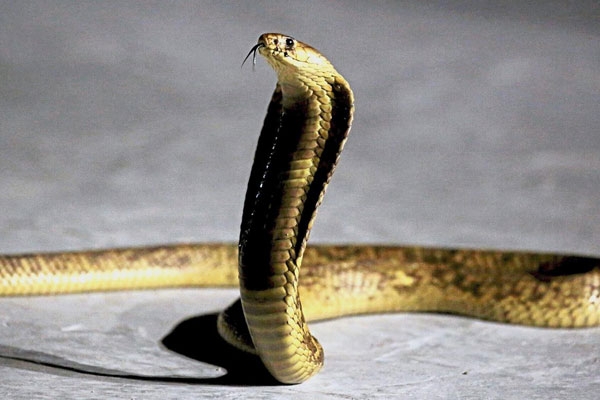 Polling in Kerala’s Kannur District Affected After Snake Found Inside VVPAT Machine