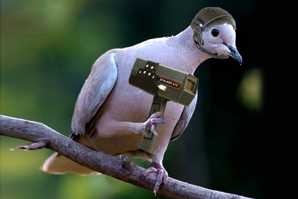 Punjab police capture Pakistan spy pigeon, Pathankot and Kashmir on alert