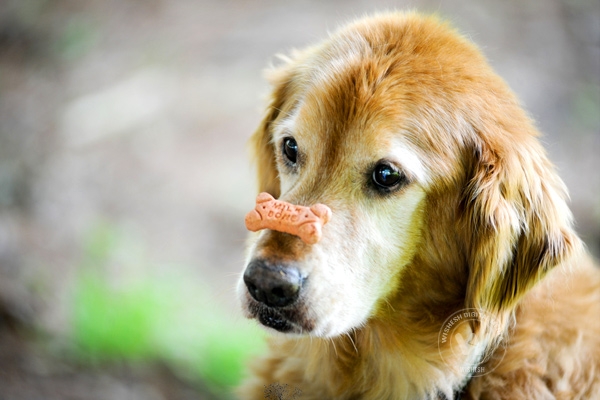 Students tricked into eating dog treats},{Students tricked into eating dog treats