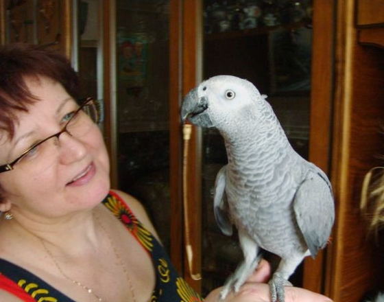 African grey parrots