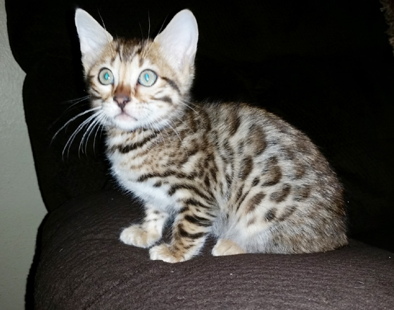 Bengal kittens for...