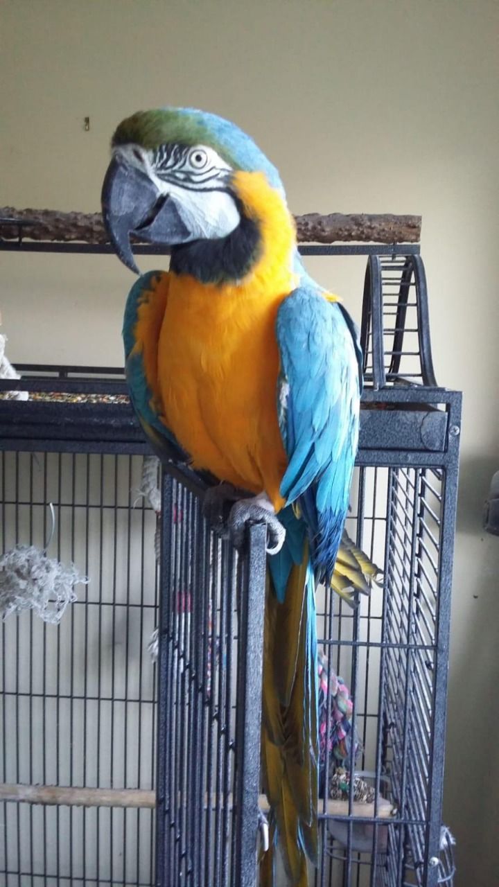 Blue & Gold Macaw