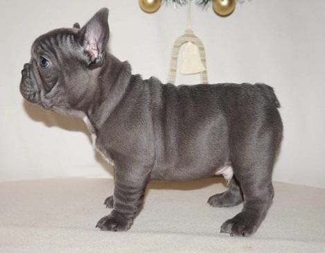 Blue French Bulldog 