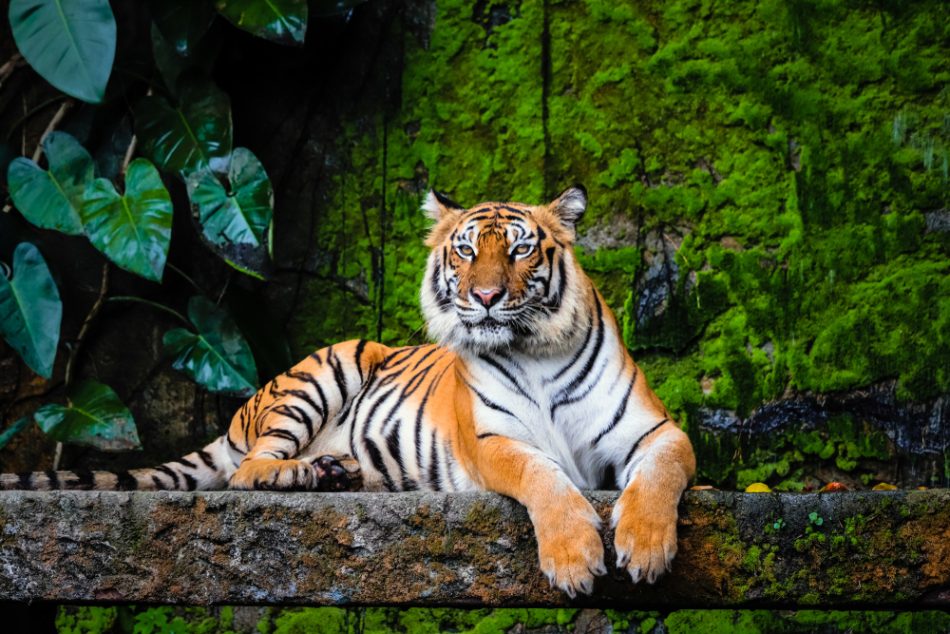 Discover the Things to Do in Ranthambore for Wild Discover the Things to Do in Ranthambore for Wild
