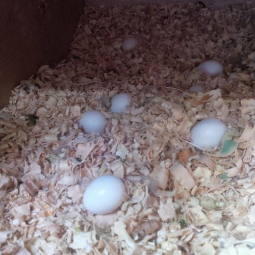 Fertile parrot eggs 