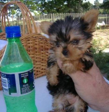 Free Tcup Yorkie...