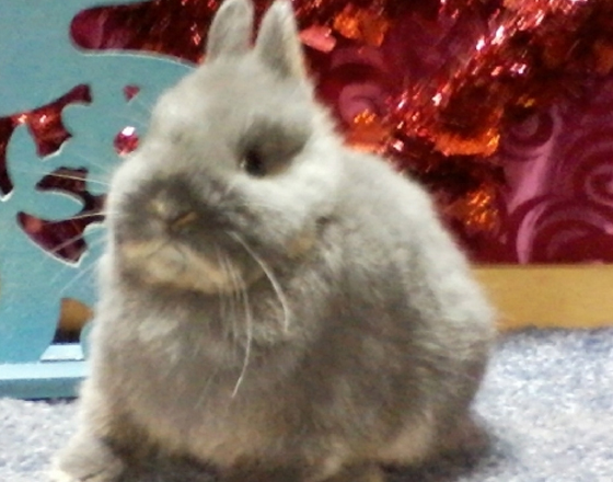 Pixie Hollow's Romeo ~ Blue Otter Netherland Dwarf