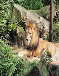 Reserve Gir National Park Safari Booking Online Reserve Gir National Park Safari Booking Online