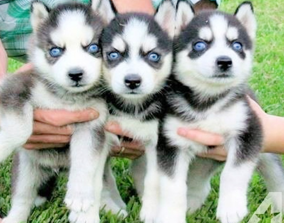Siberian husky puppies for adoption Siberian husky puppies for adoption
