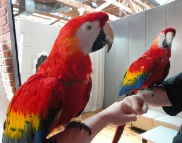 Umbrella Cockatoo...