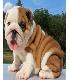 Bulldog Puppies are available for sale and adoptio1
