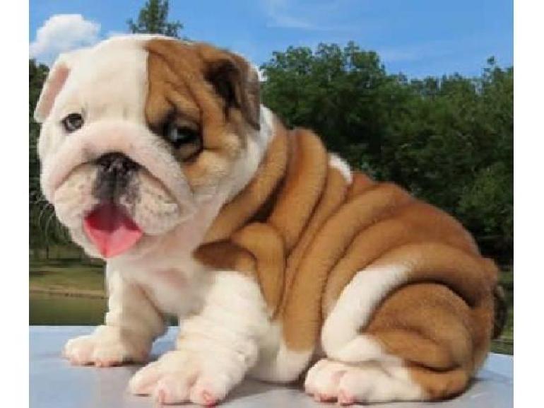 Bulldog Puppies are available for sale and adoptio