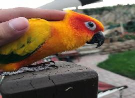Fertile parrot eggs for s..