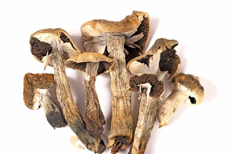 Buy Golden Teacher Mushrooms Online