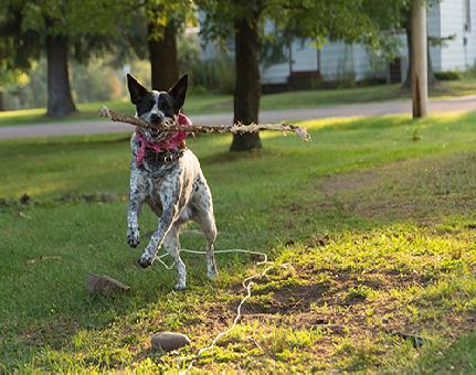 Sit Means Sit Dog Training - Littleton CO