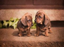 Starlight Dachshund Pups