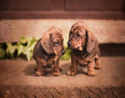 Starlight Dachshund Pups