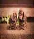 Starlight Dachshund Pups2