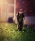 Starlight Dachshund Pups3
