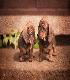 Starlight Dachshund Pups4