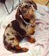 Starlight Dachshund Pups5
