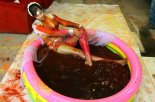 Tanisha Singh Celebrates Holi