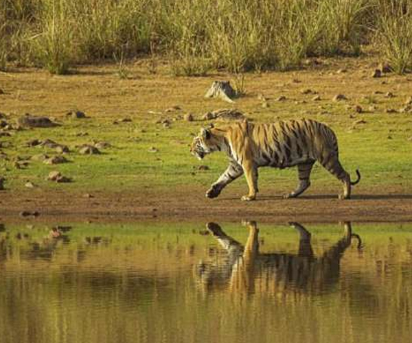 Catch a glimpse of the tiger at Tadoba, Maharashtra