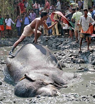 Death of Ayyappan - The Elephant