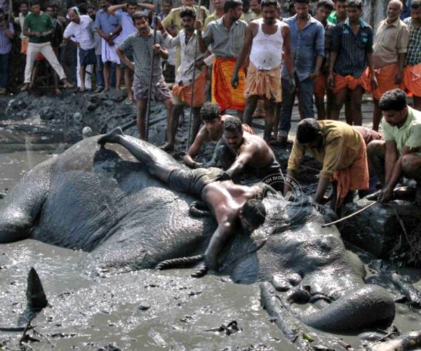 Death of Ayyappan - The Elephant