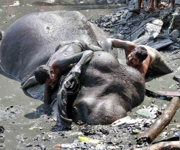 Death of Ayyappan - The Elephant