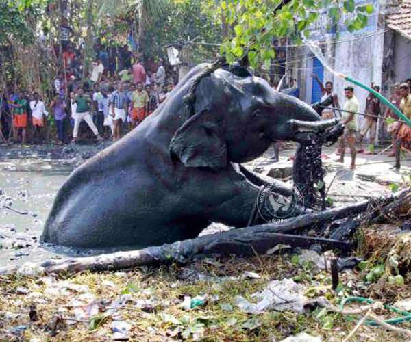 Death of Ayyappan - The Elephant