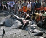 Death of Ayyappan - The Elephant
