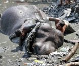 Death of Ayyappan - The Elephant
