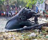 Death of Ayyappan - The Elephant