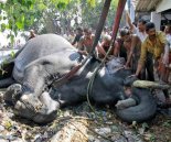 Death of Ayyappan - The Elephant