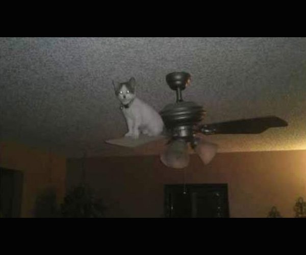 Funniest pictures of most adventurous cats