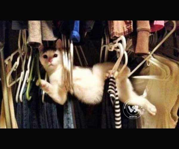 Funniest pictures of most adventurous cats