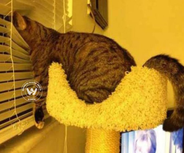 Funniest pictures of most adventurous cats