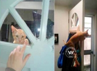 Funniest pictures of most adventurous cats