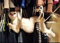 Funniest pictures of most adventurous cats