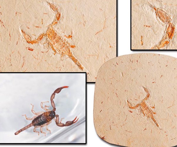 Ancient fossils of a scorpion