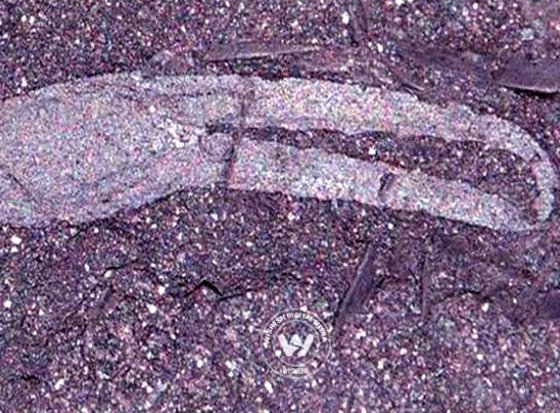 Ancient fossils of a scorpion